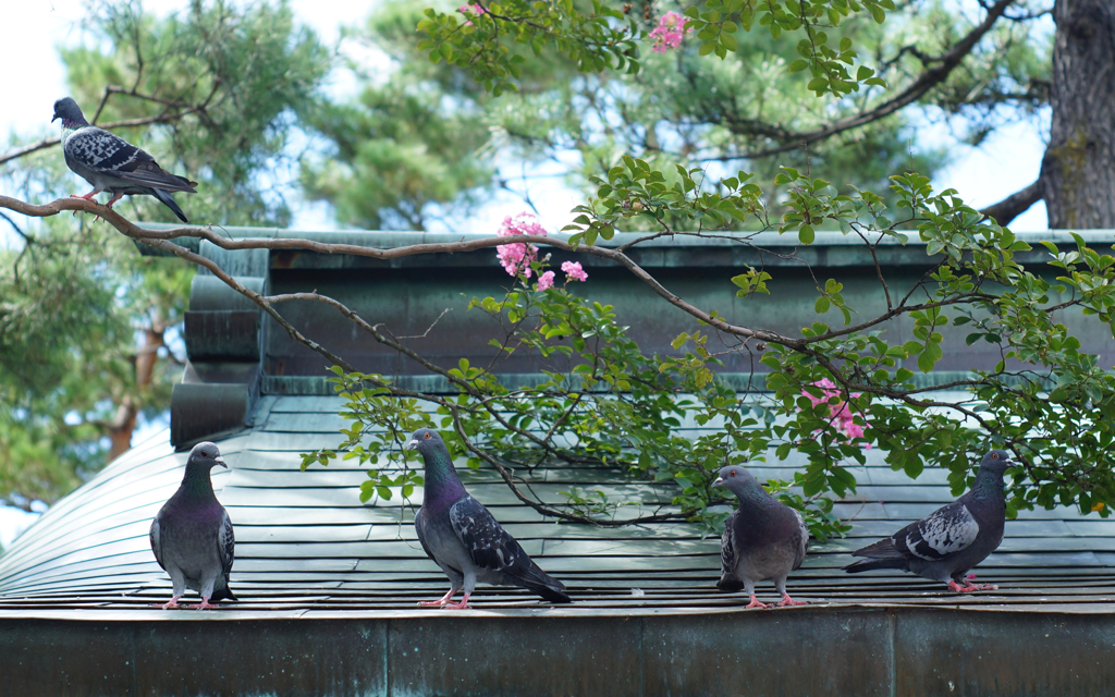 鳩の足は百日紅色