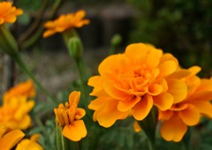marigold_3