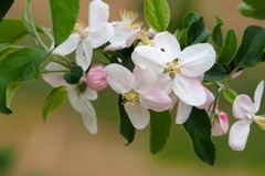 リンゴの花_MZD75-300