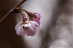 十月桜