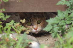 cat_49  好奇心