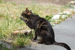 cat_33