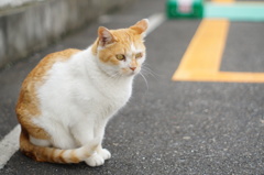cat_130  駐車場にて