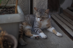 cat_67 ご機嫌斜め
