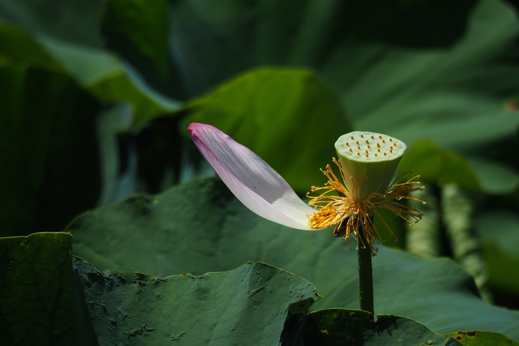 蓮_7
