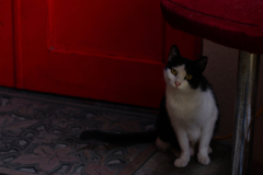 cat_104  小首をかしげて