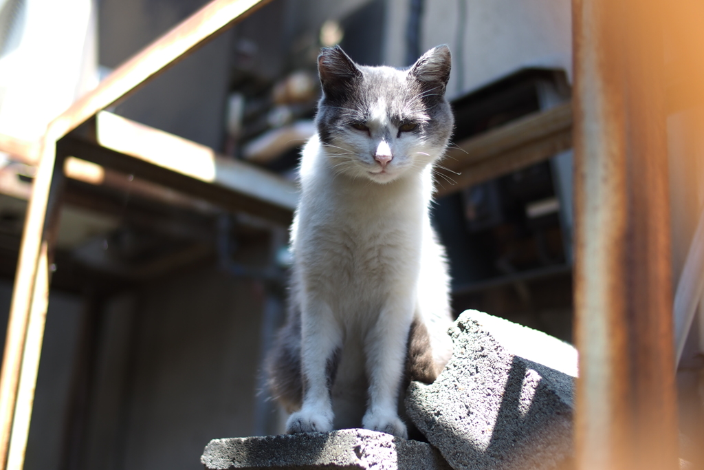 cat_560