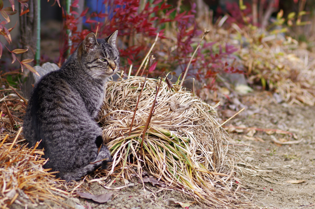cat_19