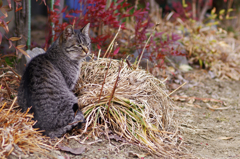 cat_19
