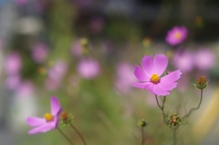 秋桜揺れる街角