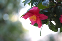 山茶花_2