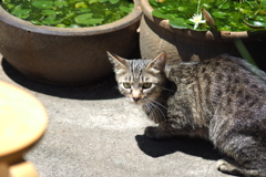 cat_38