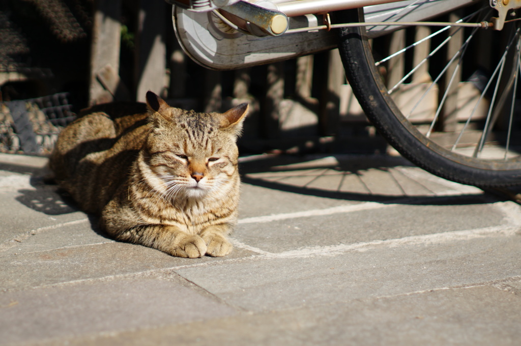 cat_222　何思う