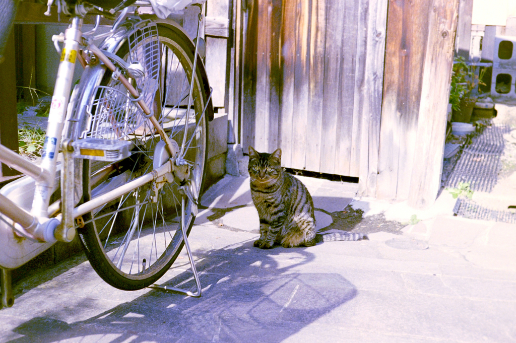 cat_115  フィルムにて