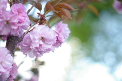 八重桜_1