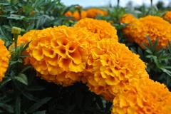 marigold_5