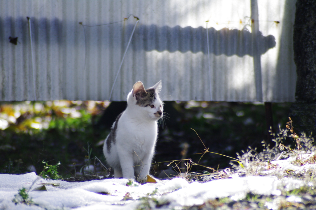 試し撮り_子猫