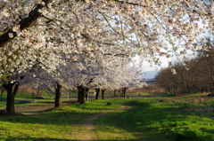 桜咲く河原_3