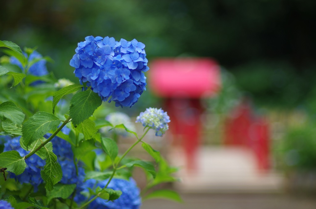 紫陽花と赤い祠