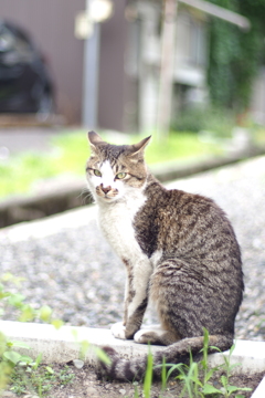 cat_563　若草色の瞳