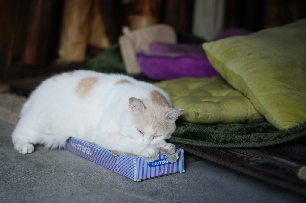 cat_73  夢の中で爪とぎ