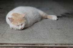 cat_340　白茶アザラシ