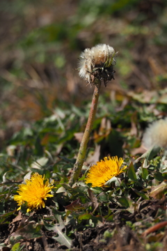 Dandelion