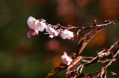 十月桜_1
