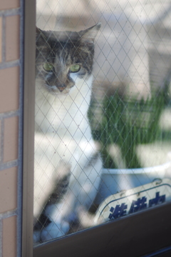 cat_37　準備中