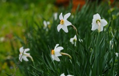 スイセン_MZD75-300