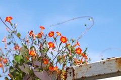 マルバルコウソウ_3