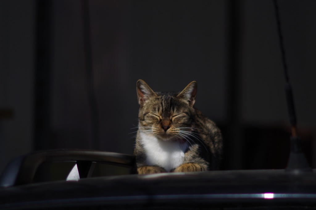 猫_2