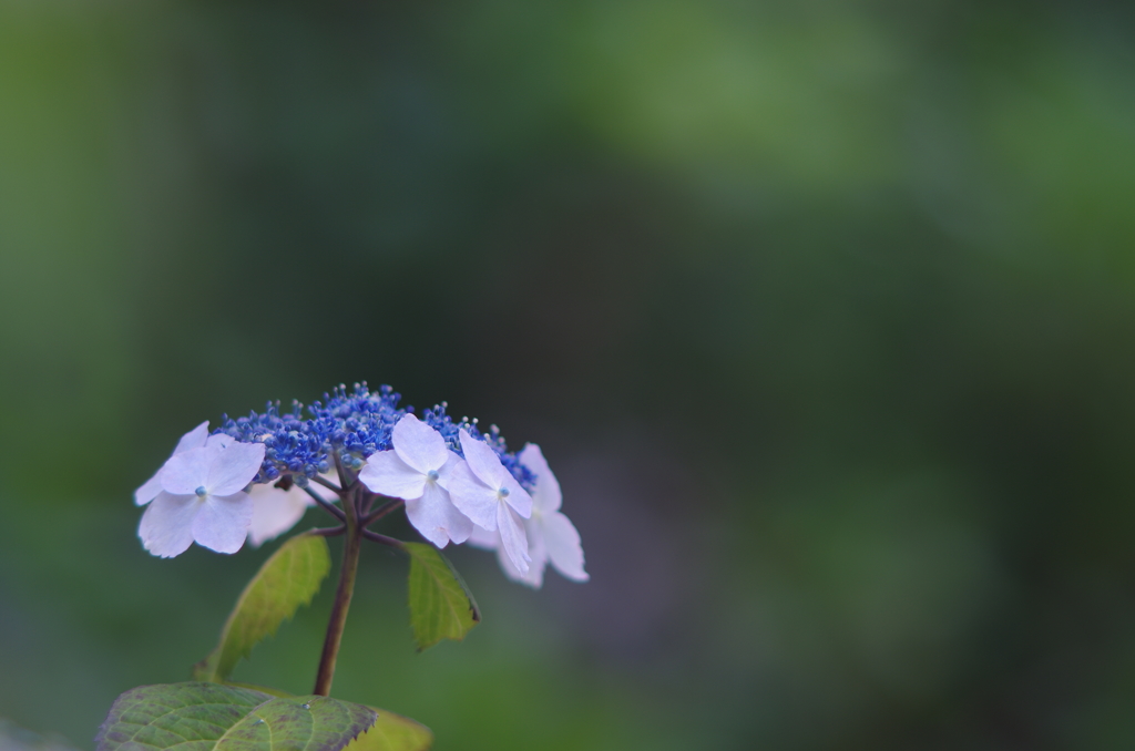 紫陽花_13