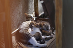 cat_375　かあちゃん頑張って