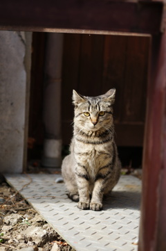 cat_209