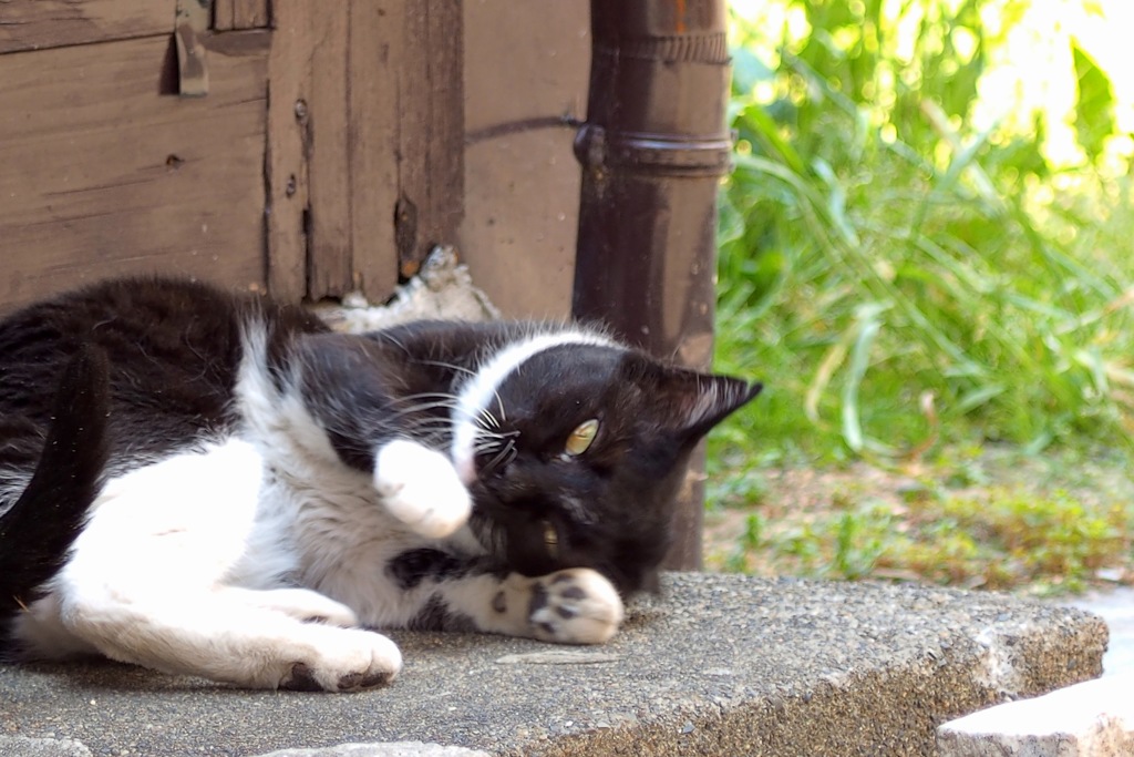 cat_26