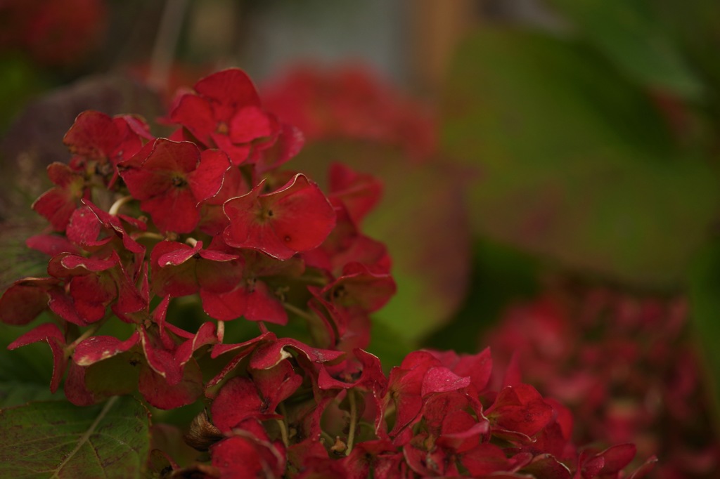 紫陽花_1
