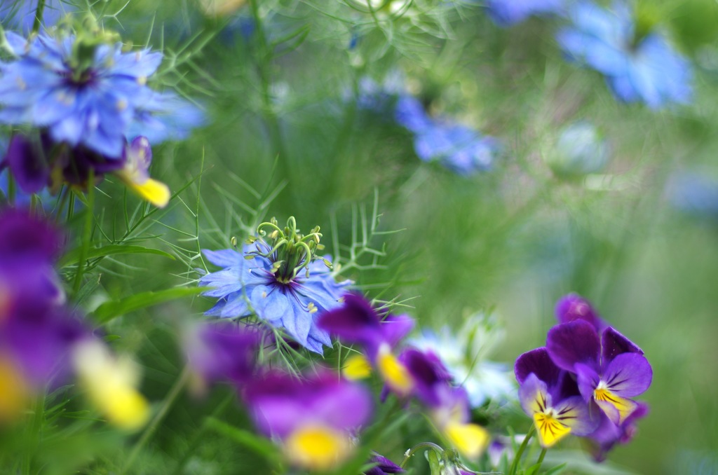 ニゲラとビオラ