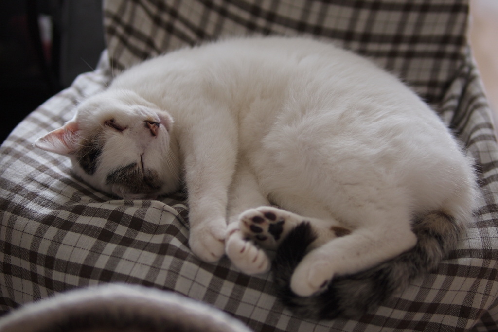 cat_535　私が座る場所なんですけど…