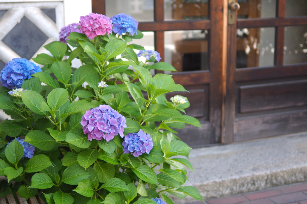 紫陽花_18　城下町に咲く