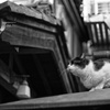 cat_522　ロミオ