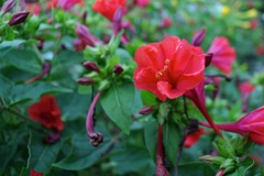 3_N_オシロイバナ