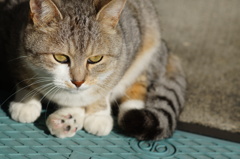 cat_124  ゴロンゴロンしてくれた!(^^)