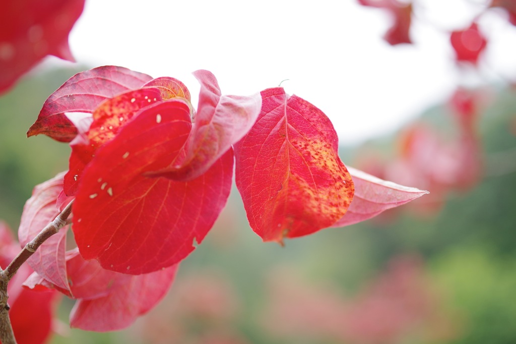 けやきの森自然園_7