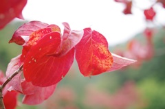 けやきの森自然園_7