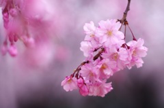 桜_7