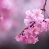 桜_7