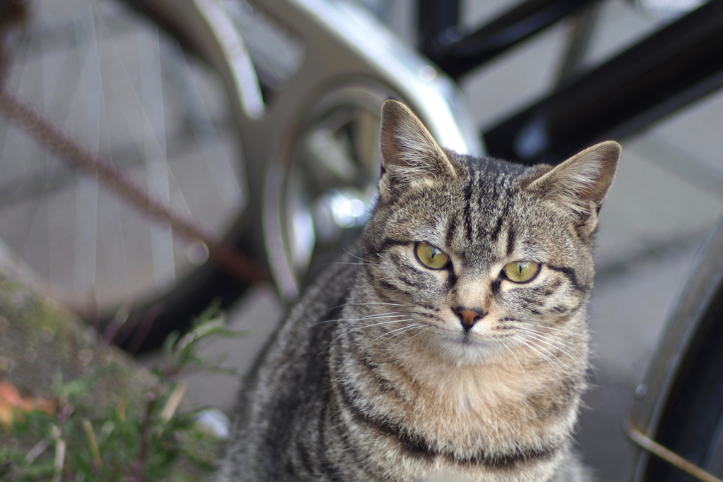 cat_483　ジーッ