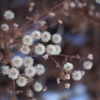 冬の花