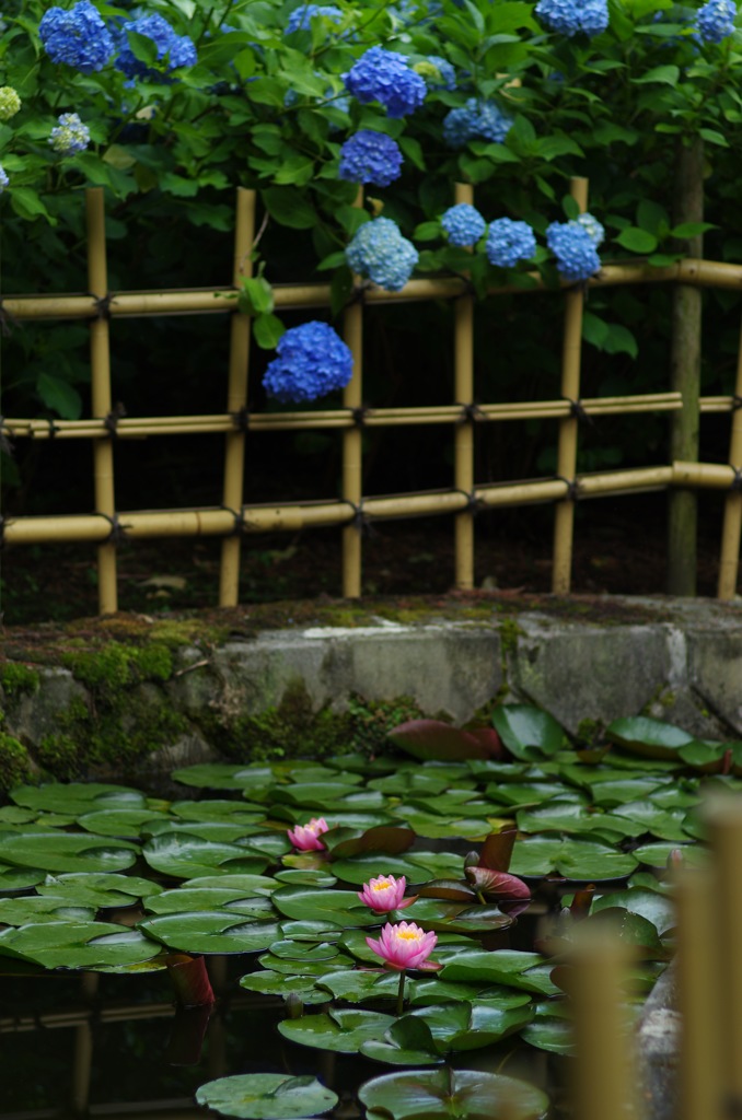 睡蓮と紫陽花